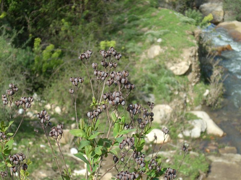 arbusto - Hypericum hircinum